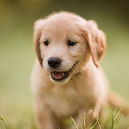 Golden Retriever Puppies from Stellar Acres Golden Retrievers