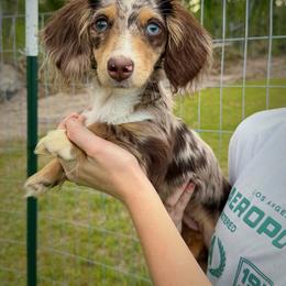 Moli - Dapple female Dachshund puppy in Lumber City, Georgia from Willow Run LLC