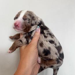 Christmas Pup - MudBud - Chocolate merle male Bernedoodle puppy in Bountiful, Utah from EasyBreezyDoodles