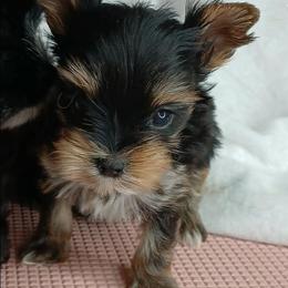 Zacharias - Black and gold male Yorkshire Terrier puppy in Humble, Texas from Marnax Yorkshire Babies
