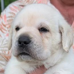 Male Puppy 1 - Yellow male Labrador Retriever puppy in Middleburg, Florida from Tru-Heart Labradors, LLC