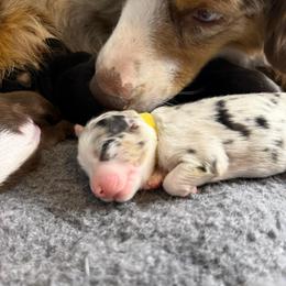 Cloud - Blue merle female Miniature American Shepherd puppy in Tucson, Arizona from Outlaw Minis