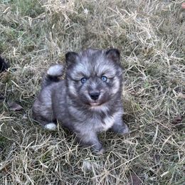 Pink - Agouti and white female Siberian Husky puppy in Jonesborough, Tennessee from Dry Creek Siberians