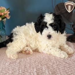 Winnie - Black and white female Bernedoodle puppy in Denver, Pennsylvania from Redcay's Mini Bernedoodles