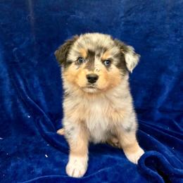 Tommy - Blue merle male Australian Shepherd puppy in Collinston, Utah from Corbridge Aussies