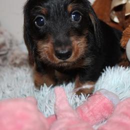 Boy 2 - Black and tan male Dachshund puppy in Craig, Colorado from Rocky Mountain Shih Tzus and Dry Creek Miniature Dachshunds