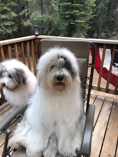 Snowdowne old cheap english sheepdogs