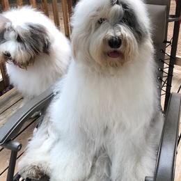 Old English Sheepdog All Grown Up from Snowdowne Too annex