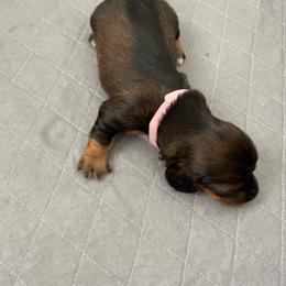 Pam - Girl 2 - Black and tan female Dachshund puppy in Bakersfield, California from Open Hourglass LLC