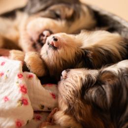 Bernedoodles and Cavapoos from Still Waters Farm