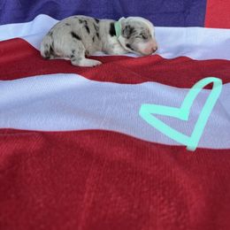 Cardigan Welsh Corgi Puppies from Wild K Ranch