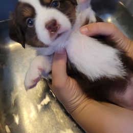 Lainy - Red tri-color female Miniature American Shepherd puppy in Troy, Ohio from Wiggle Wags Miniature American Shepherds