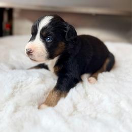 SAUCONY - Black tri female Miniature Australian Shepherd puppy in Dayton, Washington from Rafter 22 Aussies