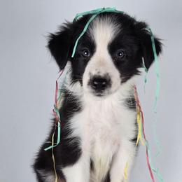 Hoa Hoa - Black and white male Border Collie puppy in Chicora, Pennsylvania from Riverwood