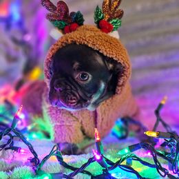 Black Hawk - Tricolors male French Bulldog puppy in Lake Mary, Florida from Top of the Line Frenchies