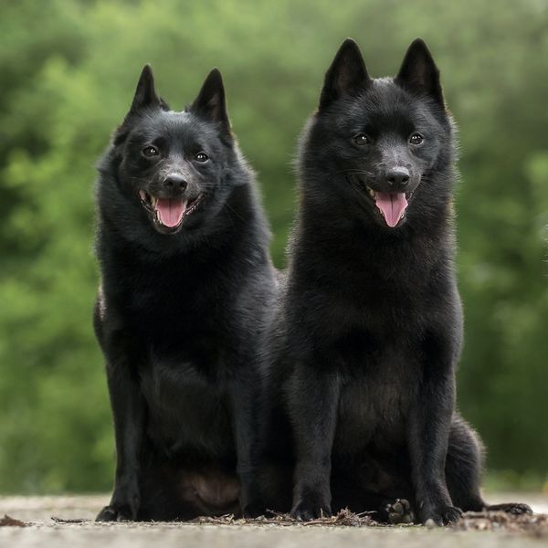 Schipperke