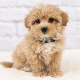 Maltipoo puppies from Marlene's Doodles