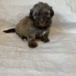 French Bulldog, Mal-Shi, Maltipoo, and Shih Tzu Puppies from NC Stellar Puppies