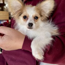Candy - White and sable female Papillon puppy in Boardman, Ohio from Taliaferro Kennel