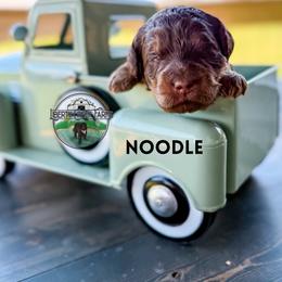 Noodle - Phantom male Goldendoodle puppy in Ocoee, Tennessee from Liberty Creek Farms