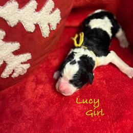 Lucy - female Golden Mountain Doodle puppy in Rockville, Minnesota from Bracha Poodles & Doodles