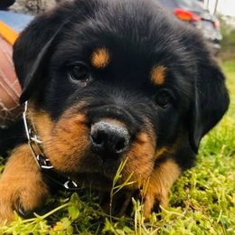 Rottweilers from Lexi’s Dream