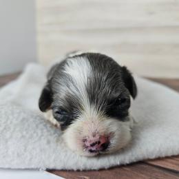 Peter rabbit - Parti male Maltipoo puppy in Doerun, Georgia from Twig & Tail Puppies