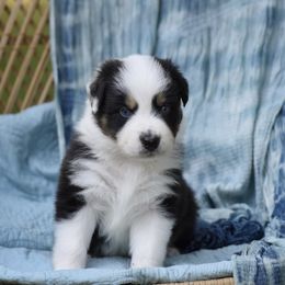 Australian Shepherd Puppies from Indigo Grove Aussies