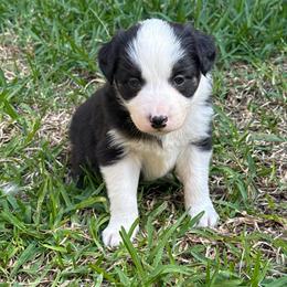 Freya - Black and white female Border Collie puppy in Mckinney, Texas from Border Collies of Ruidoso