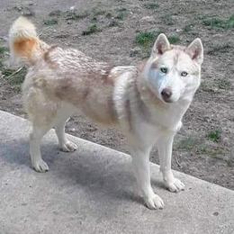 Sativa - Siberian Husky