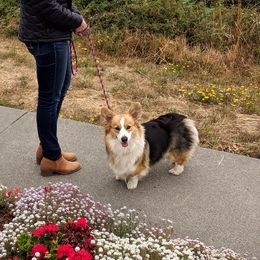 Fiona - Pembroke Welsh Corgi