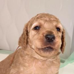 Orange - Apricot male Poodle puppy in Keedysville, Maryland from Sunshine Red Standard Poodles