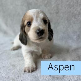 Cream Piebald Longhair - 4000 - Pet Only - CKC - Aspen - Piebald male Dachshund puppy in Pauls Valley, Oklahoma from Simply Happy Dachshunds