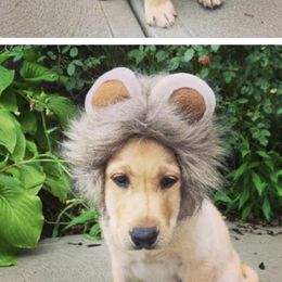 Labrador Retriever Puppies from Cary’s Buck Creek Retrievers