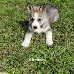 Siberian Husky Puppies from Grayline Siberians
