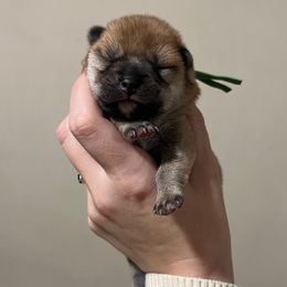 Bruno - Red male Shiba Inu puppy in Racine, Wisconsin from Belle City Shibas