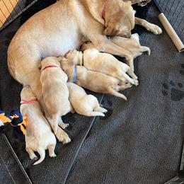 Labrador Retriever puppies from Hunter Mill Retrievers, LLC
