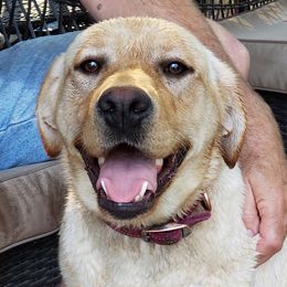 RUBY - Labrador Retriever