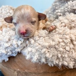 Ridge - Cream male Cockapoo puppy in Preston, Idaho from Rocking JH Pup Co