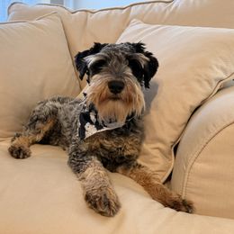 Bruno - Miniature Schnauzer