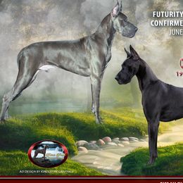 Great Danes from River Rock Danes