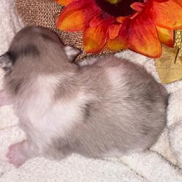 Charlie - Chocolate merle female Pomeranian puppy in Garvin, Oklahoma from Hochatown Awesome Aussies