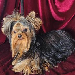 Stewie. - Yorkshire Terrier