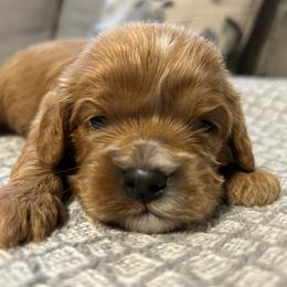 Girl 3 yellow - Apricot female Cavapoo puppy in Orion, Illinois from Poppy Garden Doodles