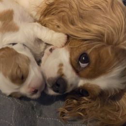 Aria - Cavalier King Charles Spaniel