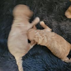 Boy 2 - Apricot male Goldendoodle puppy in Kentucky from Karen's Micro Mini Goldendoodles