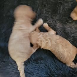 Boy 2 - Apricot male Goldendoodle puppy in Kentucky from Karen's Micro Mini Goldendoodles