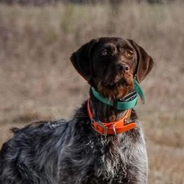 Wirehaired Pointing Griffons from Aspen Glo Kennel