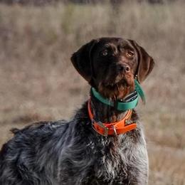Wirehaired Pointing Griffons from Aspen Glo Kennel