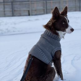 Border Collie Puppies from Ferguson Border Collies